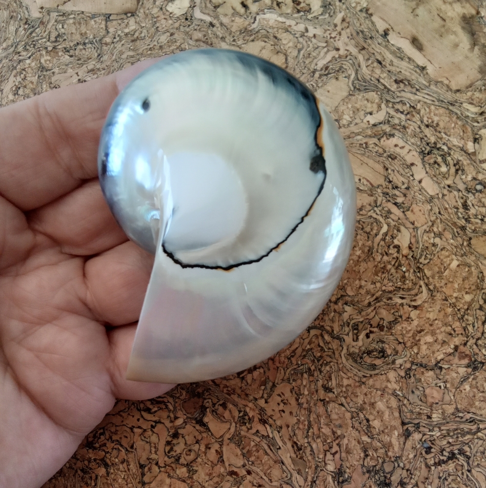 Spiral Sea Shell Statement Pin Brooch